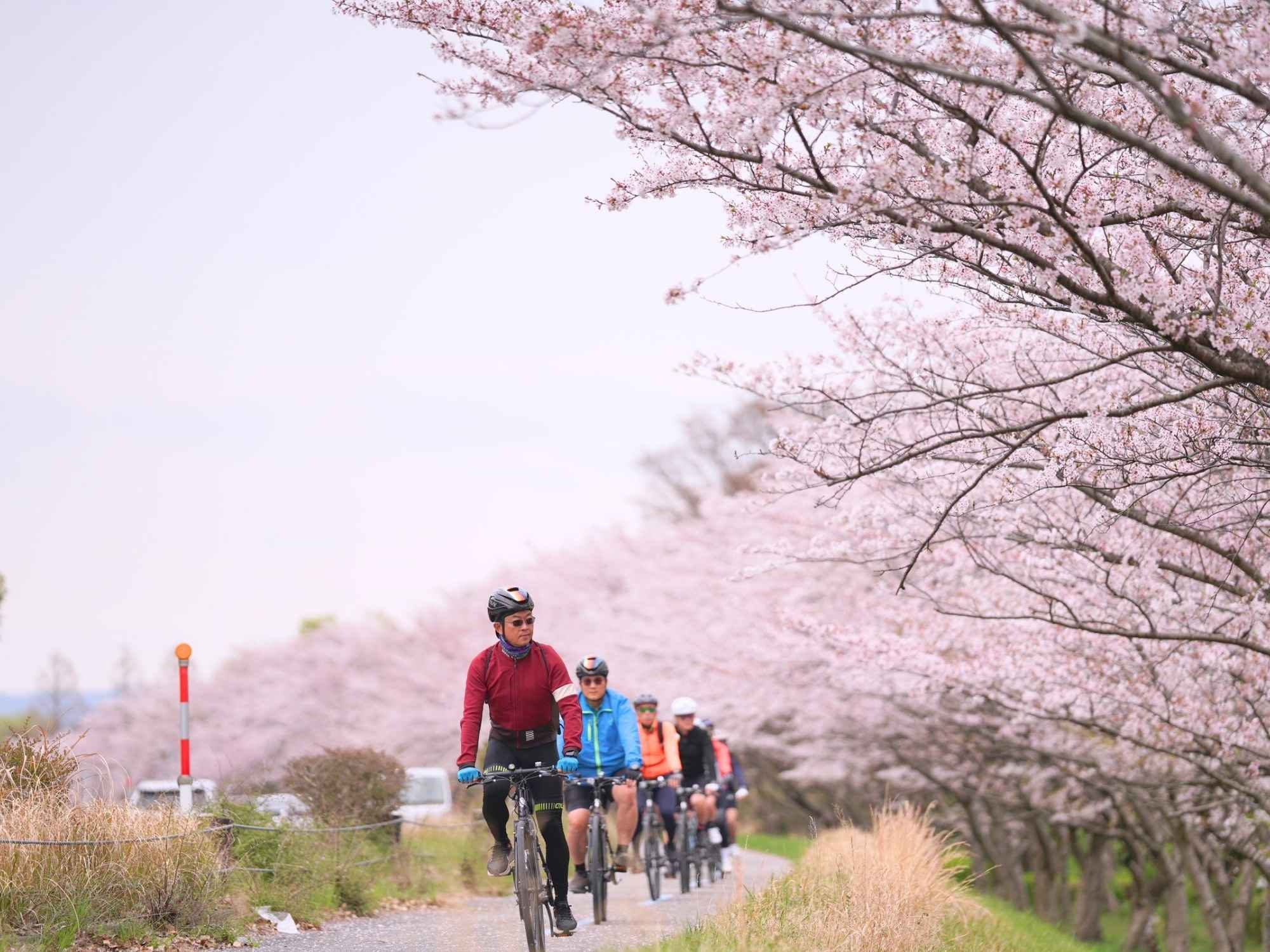 騎單車是最完美的旅遊速度。無論是追逐島波海道的海風、一邊騎車一邊遠眺富士山，還是在櫻花與楓葉季時穿梭在日式街道，那種「與美景零距離」的慢活浪漫，是搭地鐵絕對無法複製的感動。